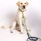 dc Hundehalsband S (30-36 cm)