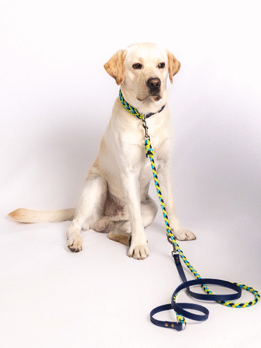 dc Hundehalsband S (30-36 cm)