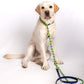 dc Hundehalsband S (30-36 cm)