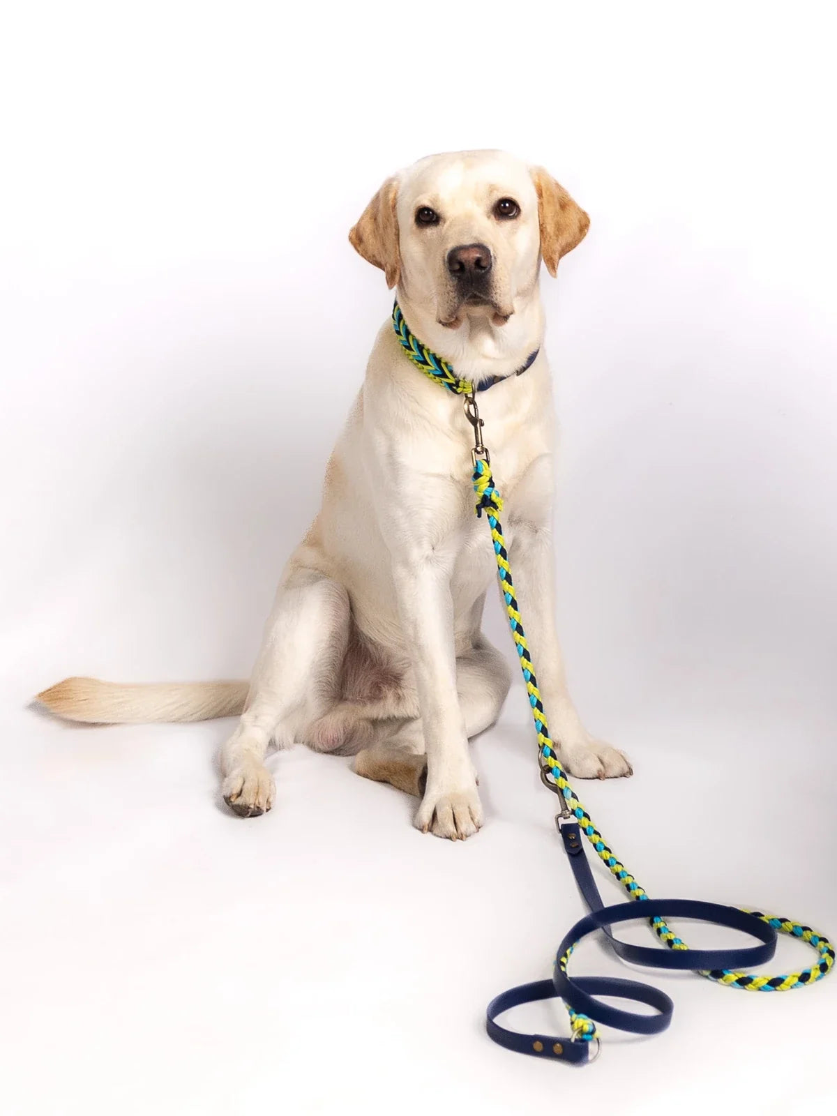 dc Hunde-Set, Halsband und Leine frontal