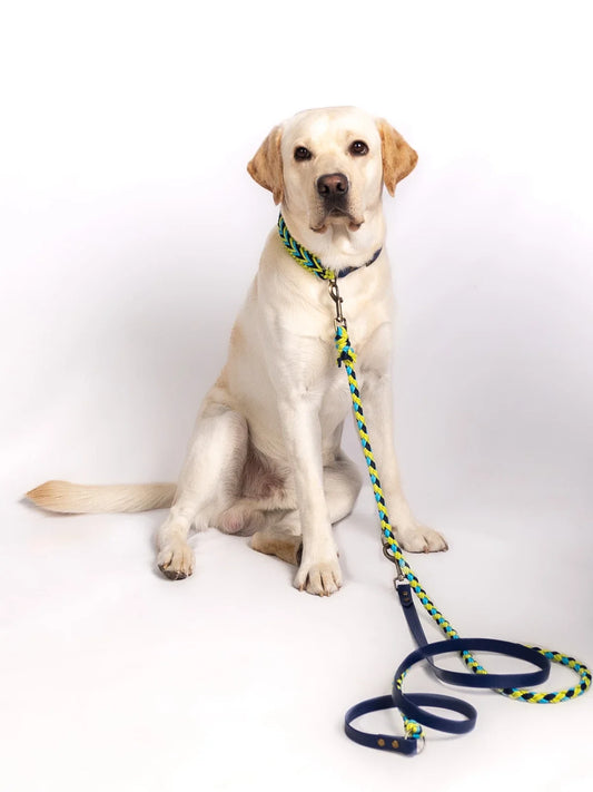 dc Hunde-Set, Halsband und Leine frontal